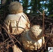 willendorf insp thumb